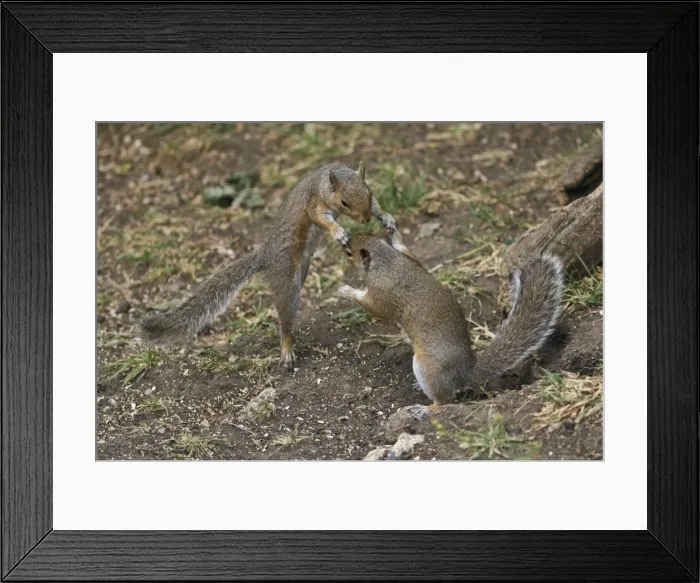 Framed Print : Grey Squirrels having a fight on ground then continued along a branch Oxon UK Framed Print : Grey Squirrels having a fight on ground then continued along a branch Oxon UK