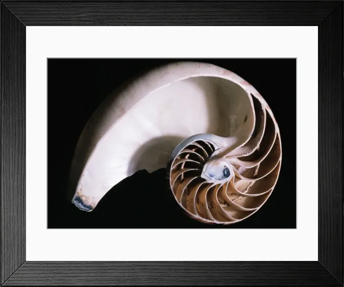 Framed Print : Pearly Nautilus Shell Dissected, showing chambers & siphuncle Framed Print : Pearly Nautilus Shell Dissected, showing chambers & siphuncle