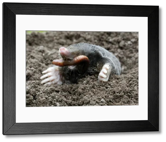 Framed Print : Mole - eating worm. Bay of Somme -Picardie - France Framed Print : Mole - eating worm. Bay of Somme -Picardie - France