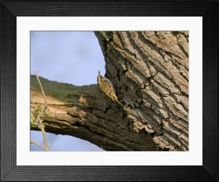 Framed Print : Treecreeper - with food in its beak - Oxon - UK - April Framed Print : Treecreeper - with food in its beak - Oxon - UK - April
