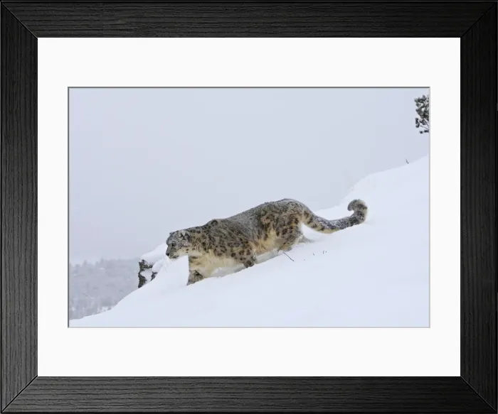 Framed Print : Snow leopard - in snow. Latin also Uncia uncia Framed Print : Snow leopard - in snow. Latin also Uncia uncia