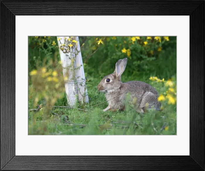 Framed Print : European Rabbit Framed Print : European Rabbit
