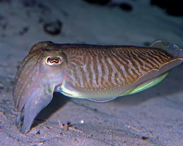 Pharaoh Cuttlefish - warm waters, Indo-Pacific