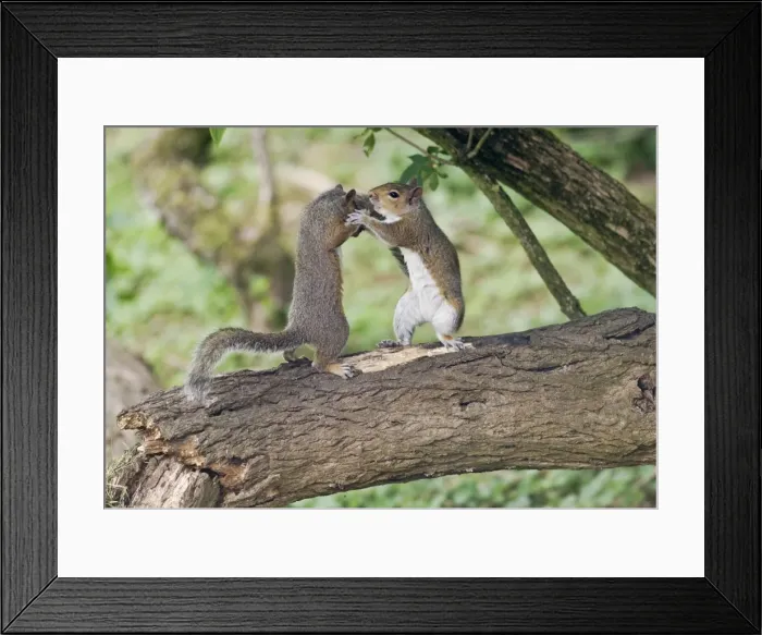 Framed Print : Grey Squirrels standing upright having a fight on branch Oxon UK Framed Print : Grey Squirrels standing upright having a fight on branch Oxon UK