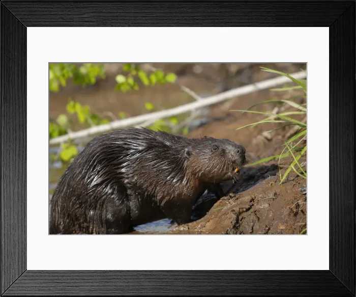 Framed Print : European Beaver - by water Framed Print : European Beaver - by water
