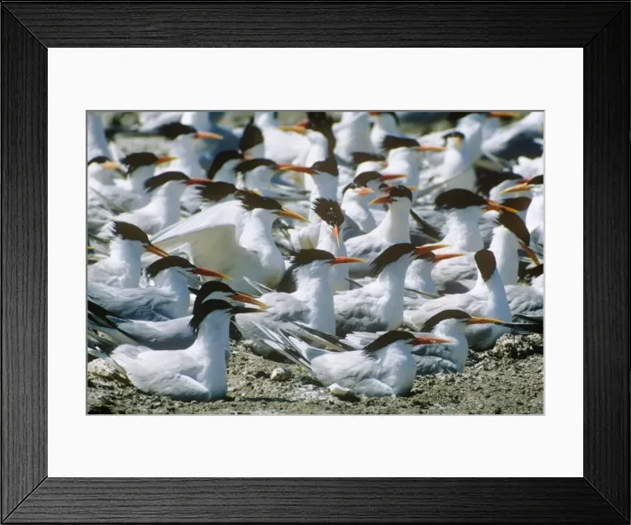 Framed Print : Elegant Terns - colony nesting Framed Print : Elegant Terns - colony nesting