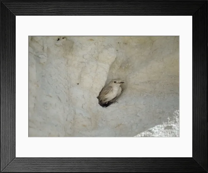 Framed Print : Hooded Wheatear - adult female at nest entrance