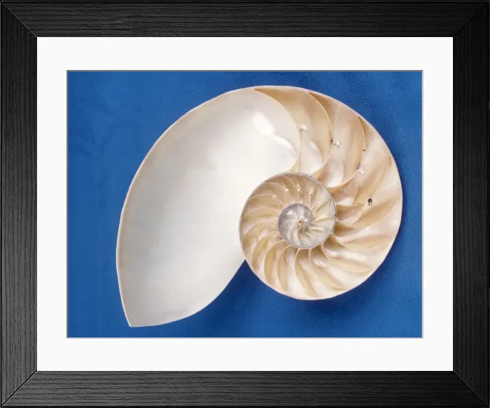 Framed Print : Nautilus - section Framed Print : Nautilus - section