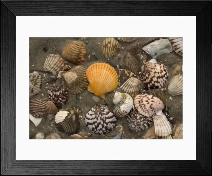 Framed Print : Rich and varied shell fauna on the beaches of San Ignacio lagoon, West coast of Baja California Framed Print : Rich and varied shell fauna on the beaches of San Ignacio lagoon, West coast of Baja California