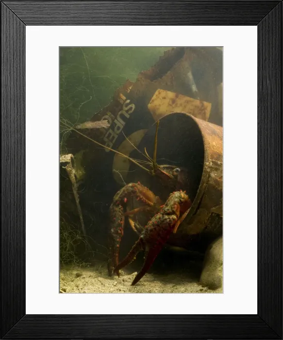Framed Print : Lousiana Crayfish - in old drum underwater Framed Print : Lousiana Crayfish - in old drum underwater