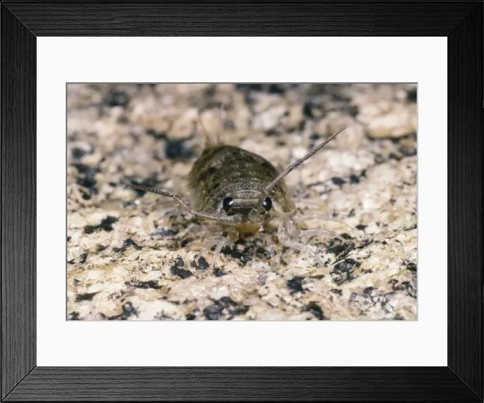 Framed Print : Sea Slatter - segmented antennae UK Framed Print : Sea Slatter - segmented antennae UK