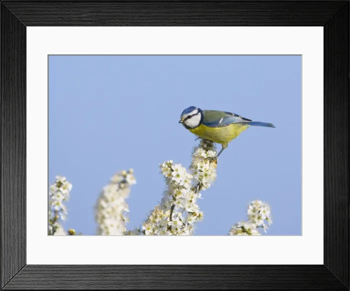 Framed Print : Blue Tit - perched on White Blossom - Oxon - UK - April Framed Print : Blue Tit - perched on White Blossom - Oxon - UK - April