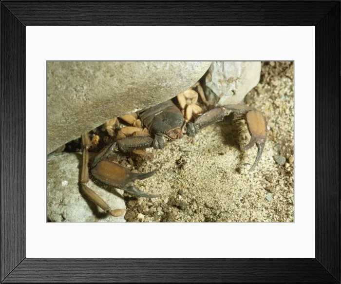 Framed Print : Scorpion Africa Framed Print : Scorpion Africa