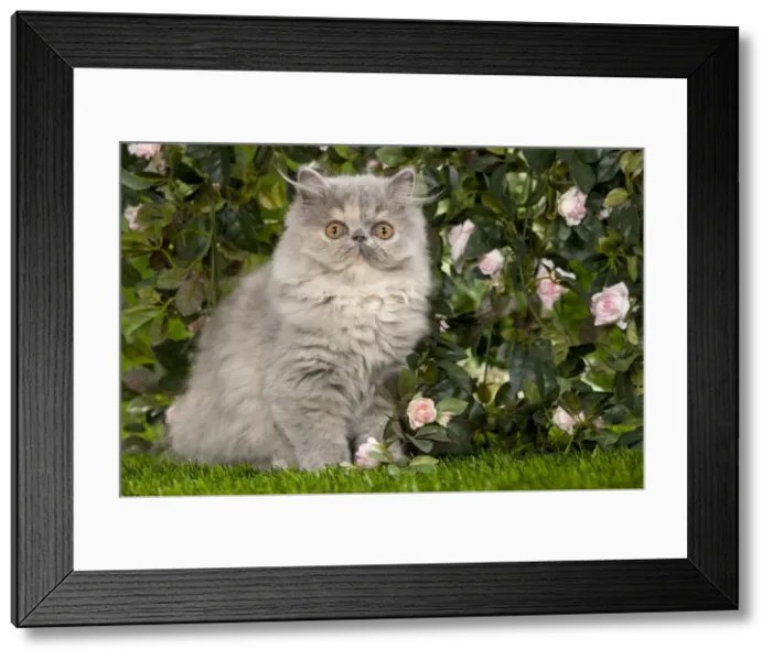 Framed Print : Cat - Persian kitten in garden amongst flowers Framed Print : Cat - Persian kitten in garden amongst flowers