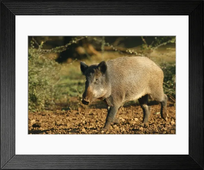 Framed Print : Wild Boar. France Framed Print : Wild Boar. France