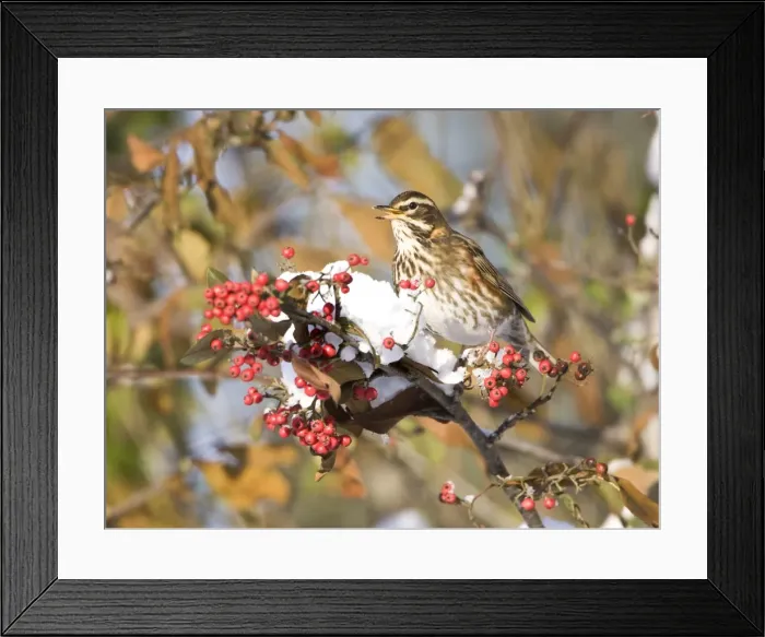 Framed Print : Redwing perched on branch covered in red berries and snow UK January Framed Print : Redwing perched on branch covered in red berries and snow UK January