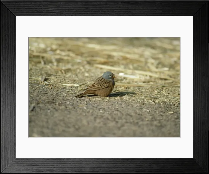 Framed Print : Cretzschmar's Bunting - male with seed in beak Framed Print : Cretzschmar's Bunting - male with seed in beak