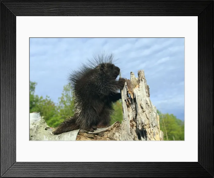 Framed Print : North American Porcupine. Minnesota - USA Framed Print : North American Porcupine. Minnesota - USA