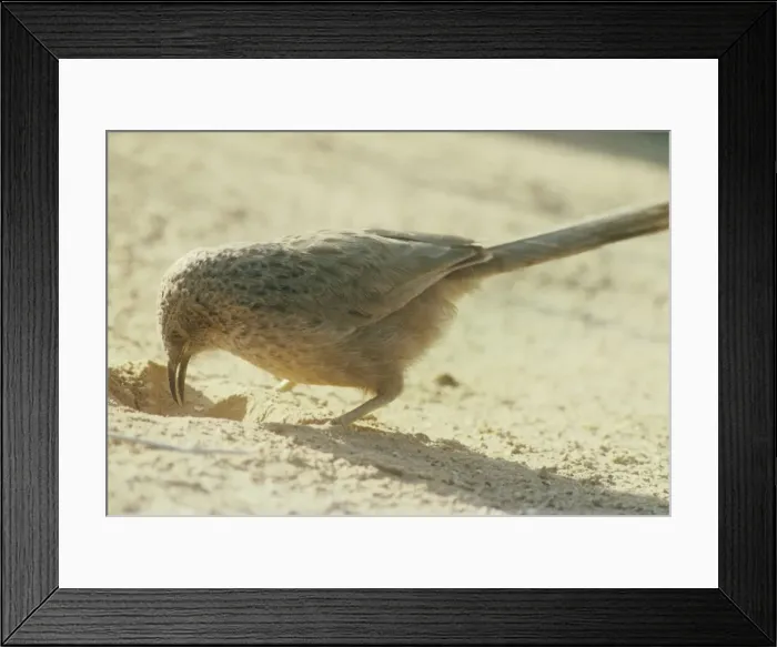 Framed Print : Arabian Babbler - feeding Framed Print : Arabian Babbler - feeding
