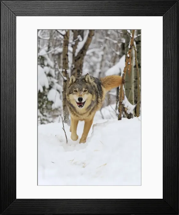 Framed Print : Grey / Timber Wolf - in snow. Montana - USA Framed Print : Grey / Timber Wolf - in snow. Montana - USA