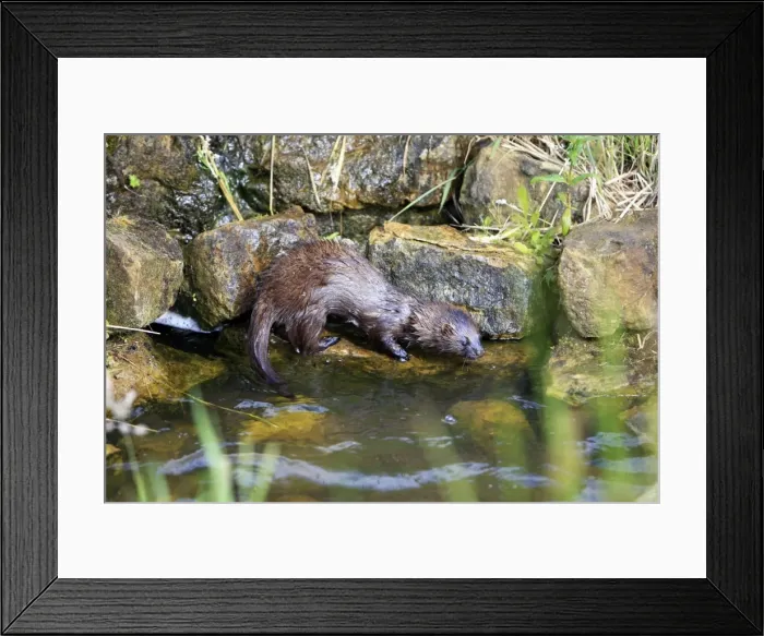Framed Print : European Mink Framed Print : European Mink