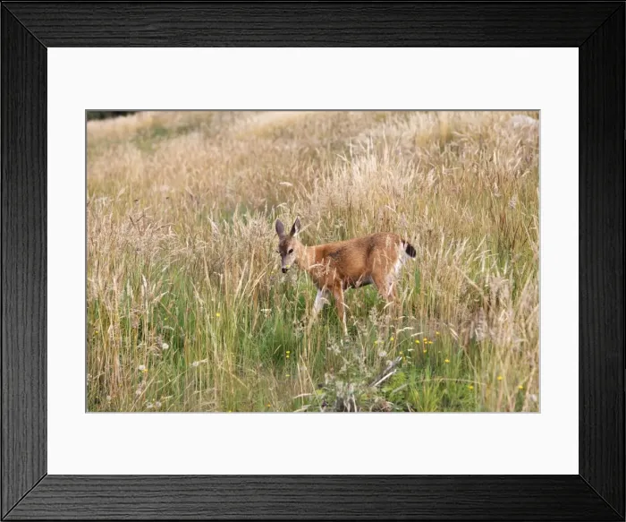 Framed Print : Black-tailed Deer. British Colombia - Canada