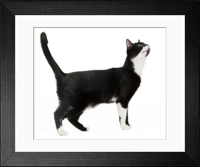Framed Print : Cat - Black & White domestic Cat - looking up Framed Print : Cat - Black & White domestic Cat - looking up