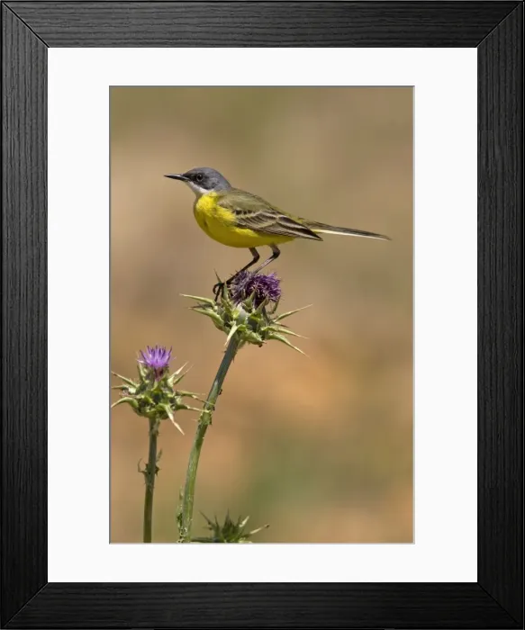 Framed Print : Ashy-headed Wagtail - in habitat Framed Print : Ashy-headed Wagtail - in habitat