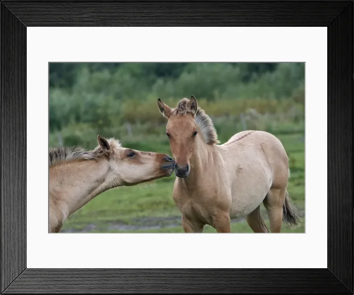 Framed Print : Henson / Somme Horse. France. Is a bloodstock French born in the early 1970s on the site Marquenterre. Has been recognised by the French Ministry of Agriculture as a breed since 2003. Now found throughout the Bay of Somme Framed Print : Henson / Somme Horse. France. Is a bloodstock French born in the early 1970s on the site Marquenterre. Has been recognised by the French Ministry of Agriculture as a breed since 2003. Now found throughout the Bay of Somme