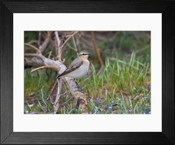 Framed Print : Norther Wheatear - female perched on branch - Southern Turkey - Spring April Framed Print : Norther Wheatear - female perched on branch - Southern Turkey - Spring April