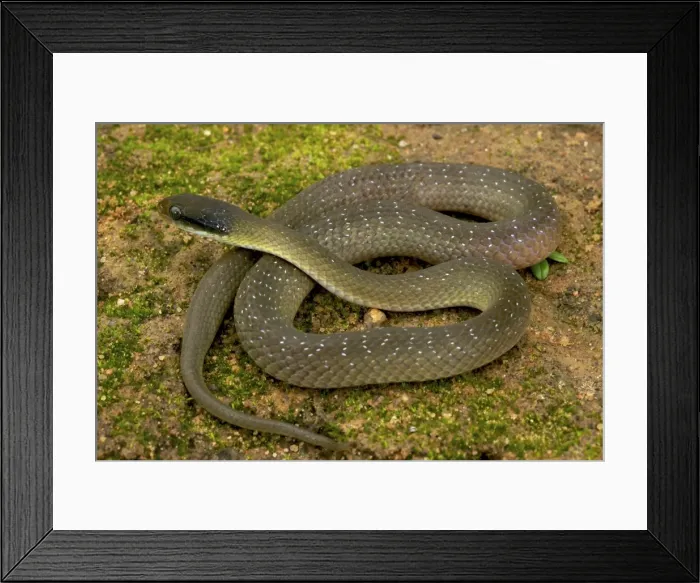 Framed Print : White Lipped Cat Snake - female - Tanzania - Africa Framed Print : White Lipped Cat Snake - female - Tanzania - Africa