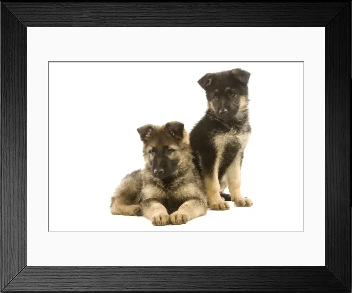 Framed Print : Dog - German Shepherd / Alsatian puppies in studio Framed Print : Dog - German Shepherd / Alsatian puppies in studio