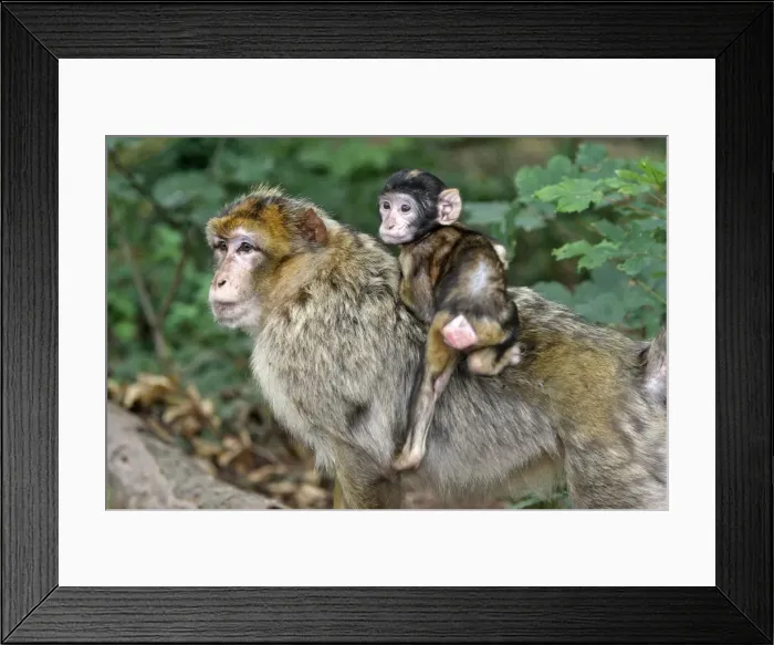 Framed Print : Barbary Macaque - adult with baby. La Montagne des Singes - Kintzheim - Alsace - France Framed Print : Barbary Macaque - adult with baby. La Montagne des Singes - Kintzheim - Alsace - France