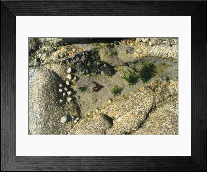 Framed Print : Rock Pool - with limpets, barnacles & seaweed. Cornwall, UK Framed Print : Rock Pool - with limpets, barnacles & seaweed. Cornwall, UK