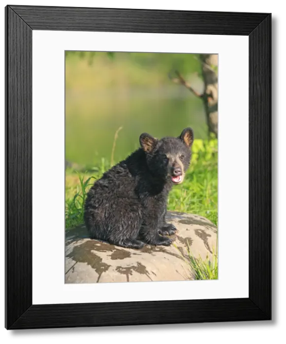 Framed Print : Black Bear - Spring cub 4 months old. Minnesota - USA Framed Print : Black Bear - Spring cub 4 months old. Minnesota - USA