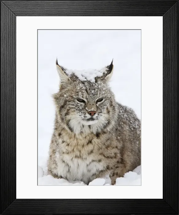 Framed Print : Bobcat - in snow. Montana - USA Framed Print : Bobcat - in snow. Montana - USA