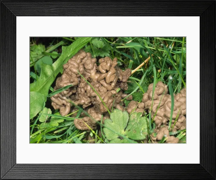 Framed Print : Earthworm - cast on lawn UK Framed Print : Earthworm - cast on lawn UK