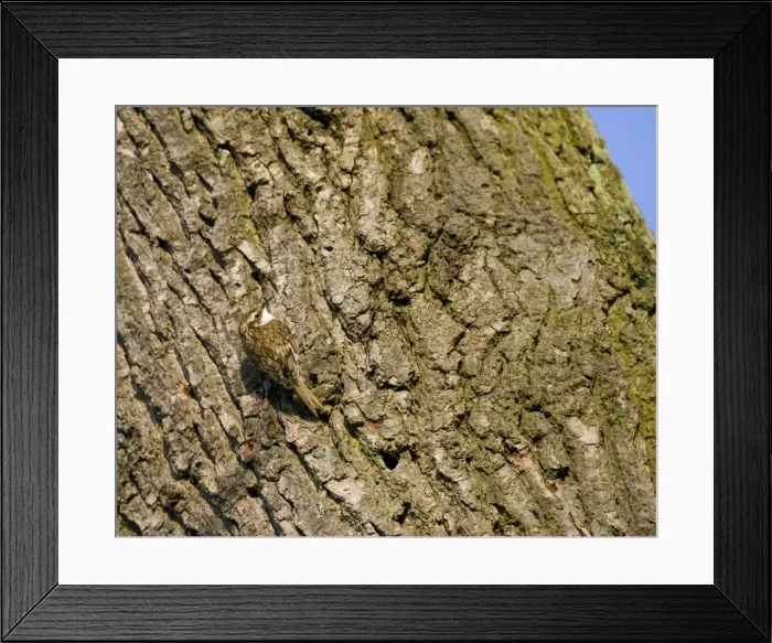 Framed Print : Treecreeper - on tree - Oxon - UK - April Framed Print : Treecreeper - on tree - Oxon - UK - April