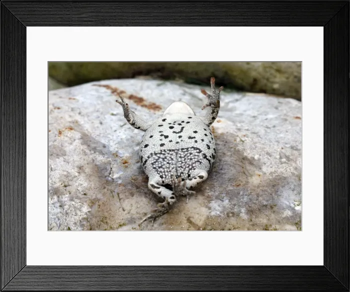 Framed Print : Common Midwife Toad - on back. Marquenterre - France Framed Print : Common Midwife Toad - on back. Marquenterre - France