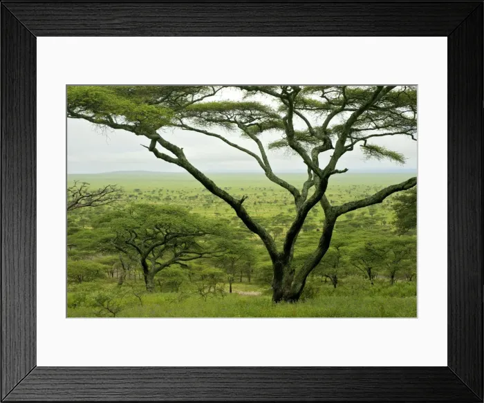 Framed Print : Kilimatiti plains with Acacias - Ngorongoro Conservation area - Tanzania - Africa Framed Print : Kilimatiti plains with Acacias - Ngorongoro Conservation area - Tanzania - Africa