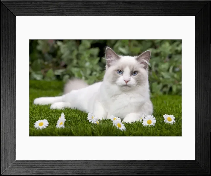 Framed Print : Cat - Ragdoll in garden Framed Print : Cat - Ragdoll in garden