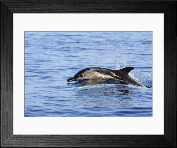 Framed Print : Common Dolphin in the strait of Gibraltar Framed Print : Common Dolphin in the strait of Gibraltar