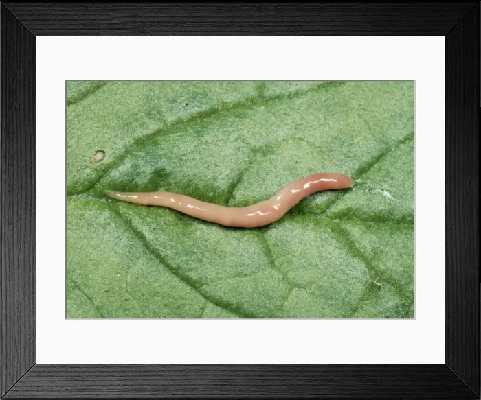 Framed Print : Terrestrial Flat Worm Cornwall, UK Framed Print : Terrestrial Flat Worm Cornwall, UK