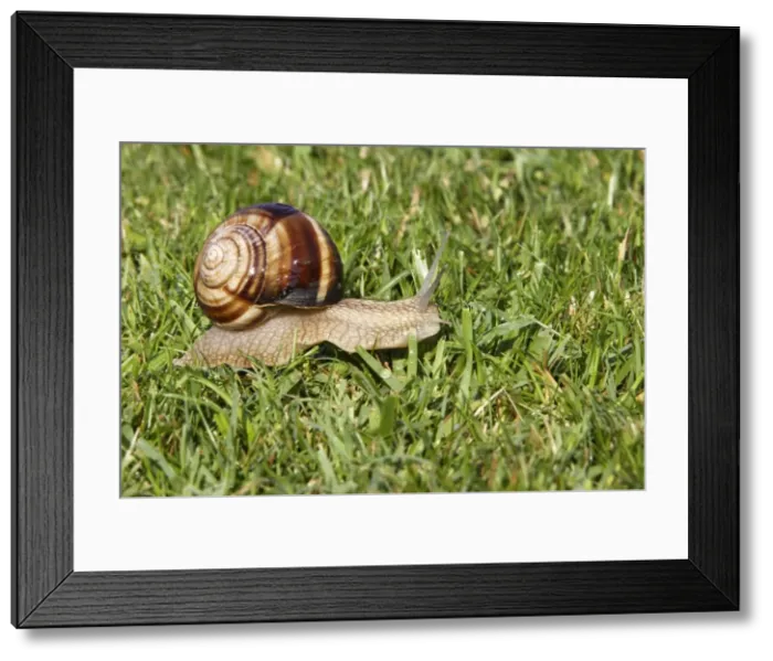 Framed Print : Snail - Escargot Turc (Turkish snail) - edible Framed Print : Snail - Escargot Turc (Turkish snail) - edible