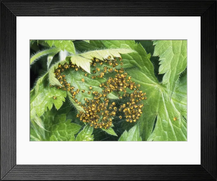 Framed Print : Garden Spider - aggregation of babies UK