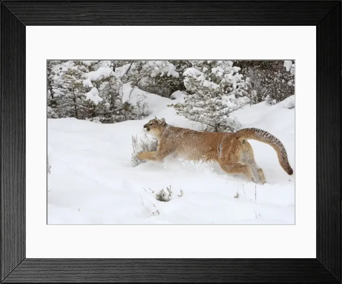 Framed Print : Cougar / Mountain Lion / Puma - running in snow. Montana - USA Framed Print : Cougar / Mountain Lion / Puma - running in snow. Montana - USA