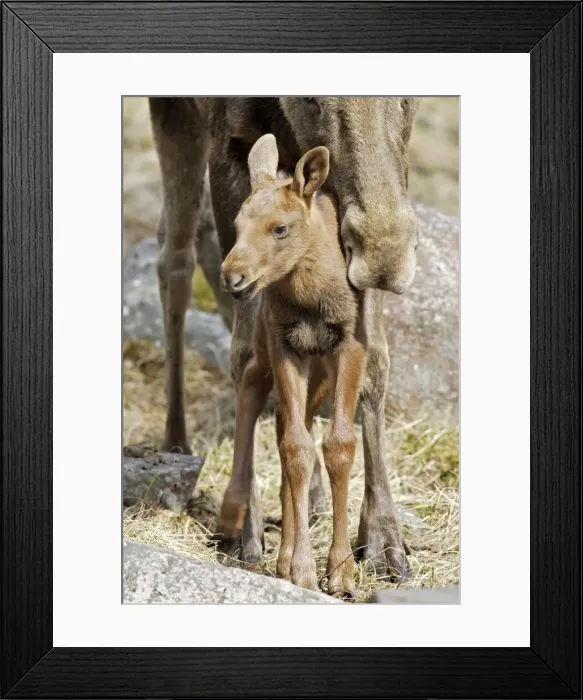 Framed Print : European Moose  /  Elk - mother with 15 day old calf. Finland