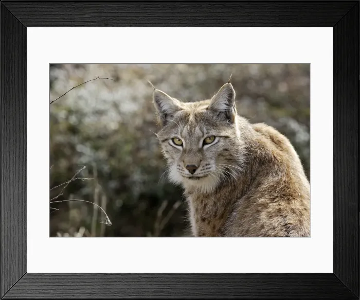 Framed Print : European Lynx - Finland. Captivity Framed Print : European Lynx - Finland. Captivity