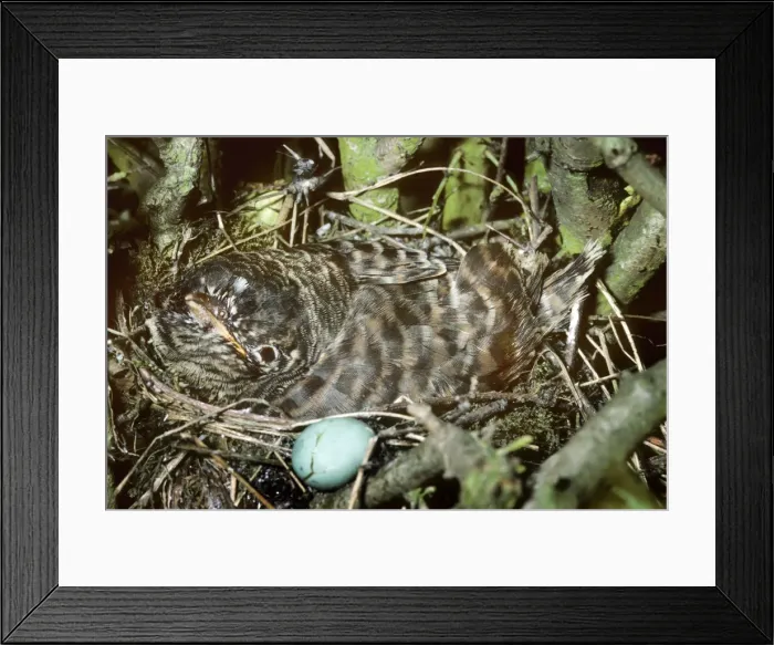Framed Print : Cuckoo - young in nest next to egg Framed Print : Cuckoo - young in nest next to egg