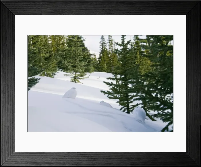 Framed Print : White-tailed Ptarmigans - in snow - Jasper National Park - Rocky Mountains - Alberta - Canada _B2A3164 Framed Print : White-tailed Ptarmigans - in snow - Jasper National Park - Rocky Mountains - Alberta - Canada _B2A3164
